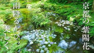 京都の紫陽花48選：見頃 /見どころ /穴場  /花手水/あじさいうかべ/アンブレラスカイ/さすてな京都/旅行  /観光 /6月/梅雨