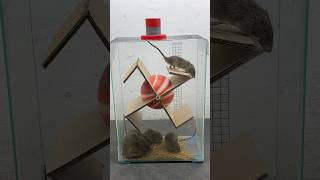 The most perfect homemade mouse trap idea at home #mousetrap #rattrap #shorts