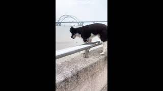 #Cats, #Dogs, #FunnyAnimals, #PetHumor, #AnimalComedy, #CatVideos, #DogVideos, #PetFails