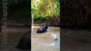 Elephant sanctuary Chiang Mai - Chiang Mai elephant home