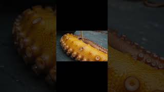 rescue of the giant octopus #wildliferescue ##wildlife #animals #ocean #oceanlife