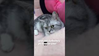 How to Apologize to Your Cat’s😾💞shorts #facts#youtubeshorts #petfacts-sk#trending