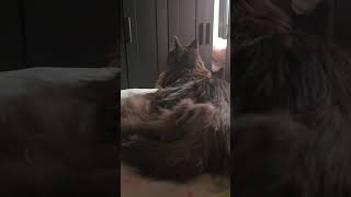 #mainecoon #cat #catmania #catsofyoutube