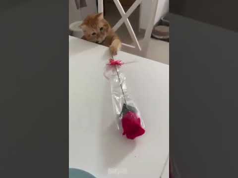 이런 스윗냥 본 사람 있음 나와봐..!