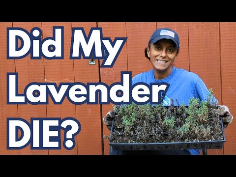 Lavender Plants Update | Home Garden Vlog