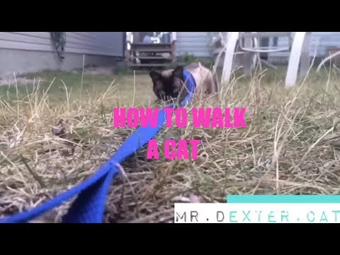 HOW TO WALK A CAT (in 8 easy steps)