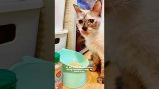 Did you know that the way your cat eats affects them? #catshorts #cattrivia #catvideo #siamesecat