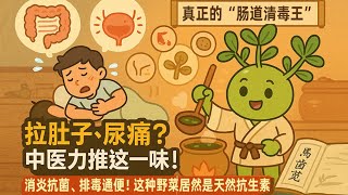 清热解毒、止血利尿！中医称它是“长命菜”，家家该常备！#营养与健康#健康养生#健康知识科普#营养#健康知识科普#健康饮食#饮食#美食#养生#养生茶#食疗养生#中式养生#养生#健康#中医 #药膳