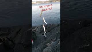 Casting norwegian mackerel at talgje, Norway old boat station.