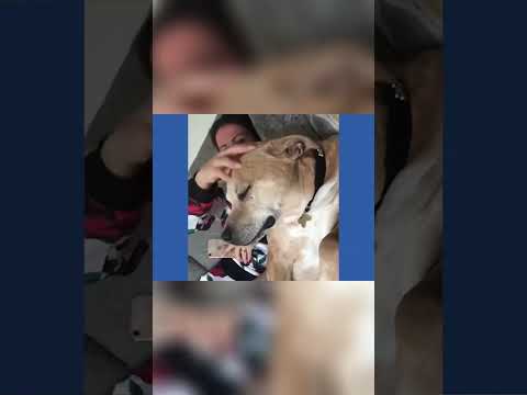 This Dog Is Completely Addicted To Chicken And Its Hilarious