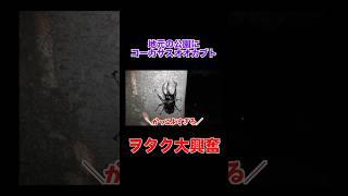 深夜の公園に高級カブトムシ大量発生でひゅうが大興奮wwwww #shots #コムドット