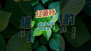 红薯叶：天然抗衰“绿黄金”！