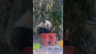 昨天早上，在萌兰舌头受伤7天后，北动终于安排给它检查。这个坚韧的小熊默默忍受伤痛，等待了7天！(详情看评论置顶)