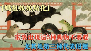 媽祖娘娘点化：家裏出現這5種動物不要趕，尤其是第三種，代表財運#玄学 #佛学 #易经 #正能量