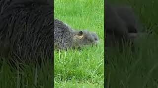 Nutria #short #animals #jamesberberichfilms #nature #virginia  #parks #nutria