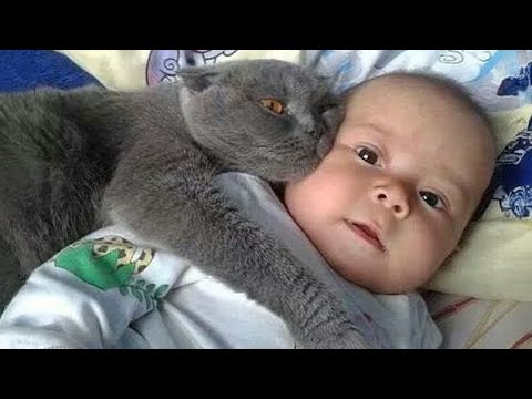 REGRET Not Watching These HILARIOUS CATS and DOGS!