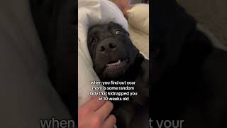 when you find out your mom is some random lady🧐🧐 #dogs #funnydogs #labrador #blacklab
