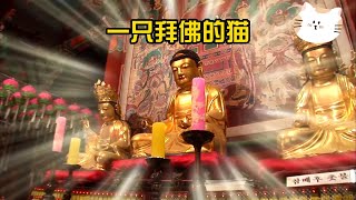 一只拜佛的貓~