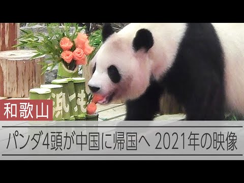 和歌山のパンダ4頭、中国に帰国へ　2021年の映像
