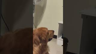 Golden Retriever Dog watches Dug Days on Disney+ 🐶