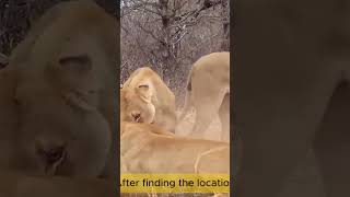 lion animal world #animalkingdom #lionhunt #lions #naturedocumentary #wildlifedocumentary