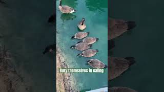 #canadagoose #buryoneselfineating #nature #加拿大雁#可爱的动物