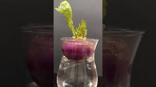 "30 Days of Turnips Growing in Stunning Speed"