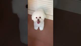 Cute Puppy lovely  Care #short #2116