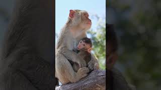 Nature and animals are beautiful! Cute baby monkey with mommy 😍 #monkeybaby #monkeymom #monkeys
