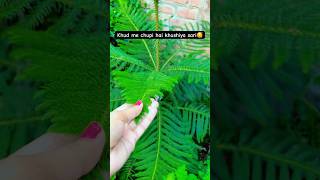 😍#song#love#trending #cutebaby #viralvideo#cute #gogreen#plants#nature #livelife#life#lifelessons