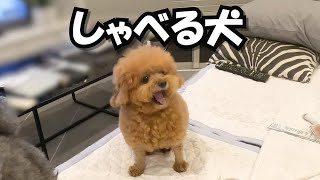 最近やたらしゃべるようになった犬がこちらです
