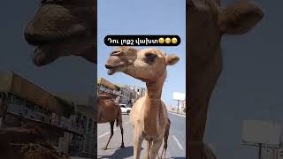 Camel 🐫😂😂😂 #ai #memes #live #cneᴅɪᴛᴢ #maabetikidunjya #aiandme #humor