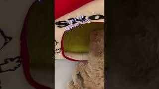 お尻より大事なもの。子犬の行動w