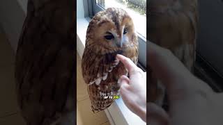 Interesting features of owls