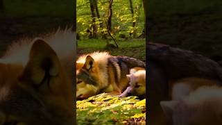 The female wolf and her male wolf. #aiclip #ai #shorts #shortvideo #wolf #cat #dog #cute #animals