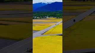 金色大地的季節｜台東。伯朗大道 #台灣景點 #台東景點 #台東 #池上 #伯朗大道 #天堂路  #Taitung #travel #taiwan