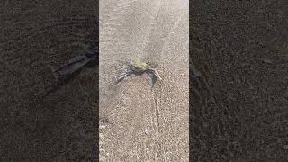 Don't Mess with the Crab #nature #panama2025 #crab