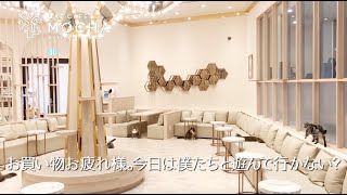 猫カフェMOCHA イオンモール幕張新都心店紹介MOVIE