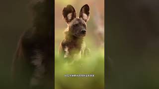 非洲野犬捕猎羚羊 #看动物世界品百味人生 #野生动物零距离#野犬#羚羊