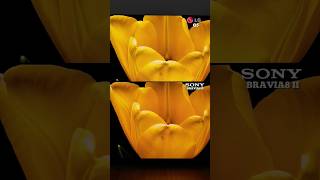 LG G5 VS SONY BRAVIA 8II OLED Ultimate Battle