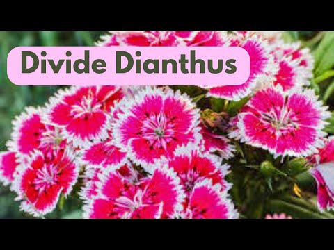 How To Divide Dianthus