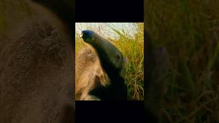 Claws like daggers, tongue like lightning #nature #wildlife