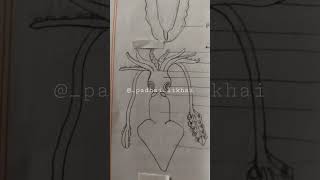 Identify the two molluscs #zoology #bsc #practical #biology #viral #mollusca #ncert #ncertbiology