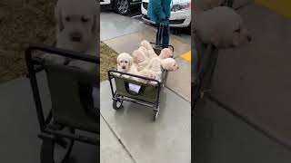 CUTEST Yellow Labrador PUPPIES! Yellow Lab Puppies Go For a Ride in a Wagon!
