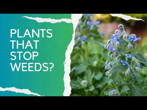 Spring garden tour - and the pros and cons of plants that help suppress weeds!