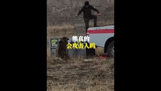 棕熊真的會攻擊人嗎？ #動物世界 #動物科普