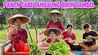 PANEN CABE RAWIT DEPAN RUMAH UNTUK DI JUAL DAN SAWI KERITING LANJUT MASAK DAN MAKAN
