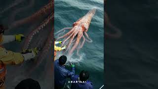 Real-Life Encounter with a Giant Squid! 🦑🌊 #GiantSquid #OceanMysteries