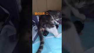 #猫の出産#ねこのいる生活