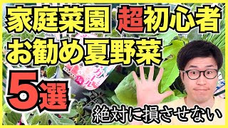 【家庭菜園】超初心者におすすめの夏野菜5選【ジャンル別に厳選】